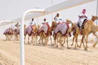 Camel racing circuit