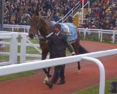 Man leading a horse in the arena