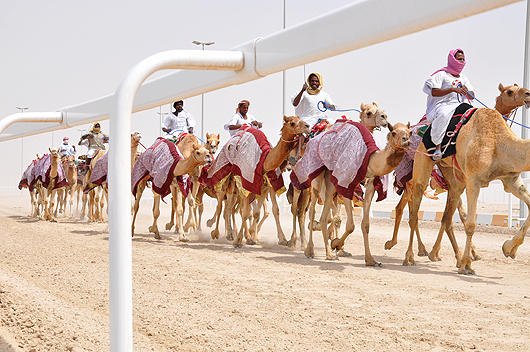 Camel race in Qatar